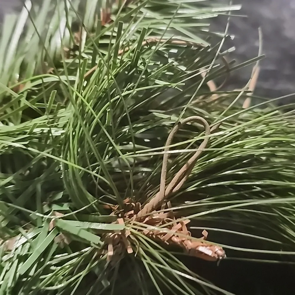 Festive Green Pinecone Holiday Garland. 1 SWAG 1 ROUNDED DECORATIVE.
